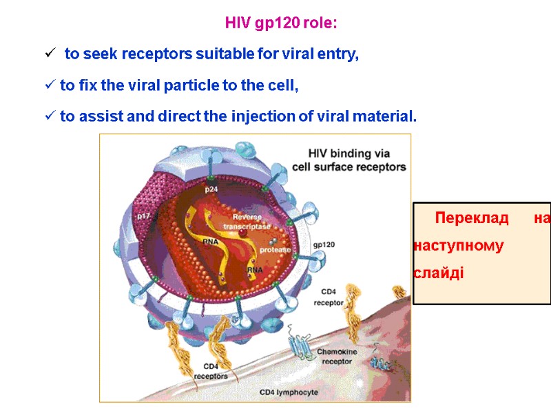 HIV gp120 role:   to seek receptors suitable for viral entry,  